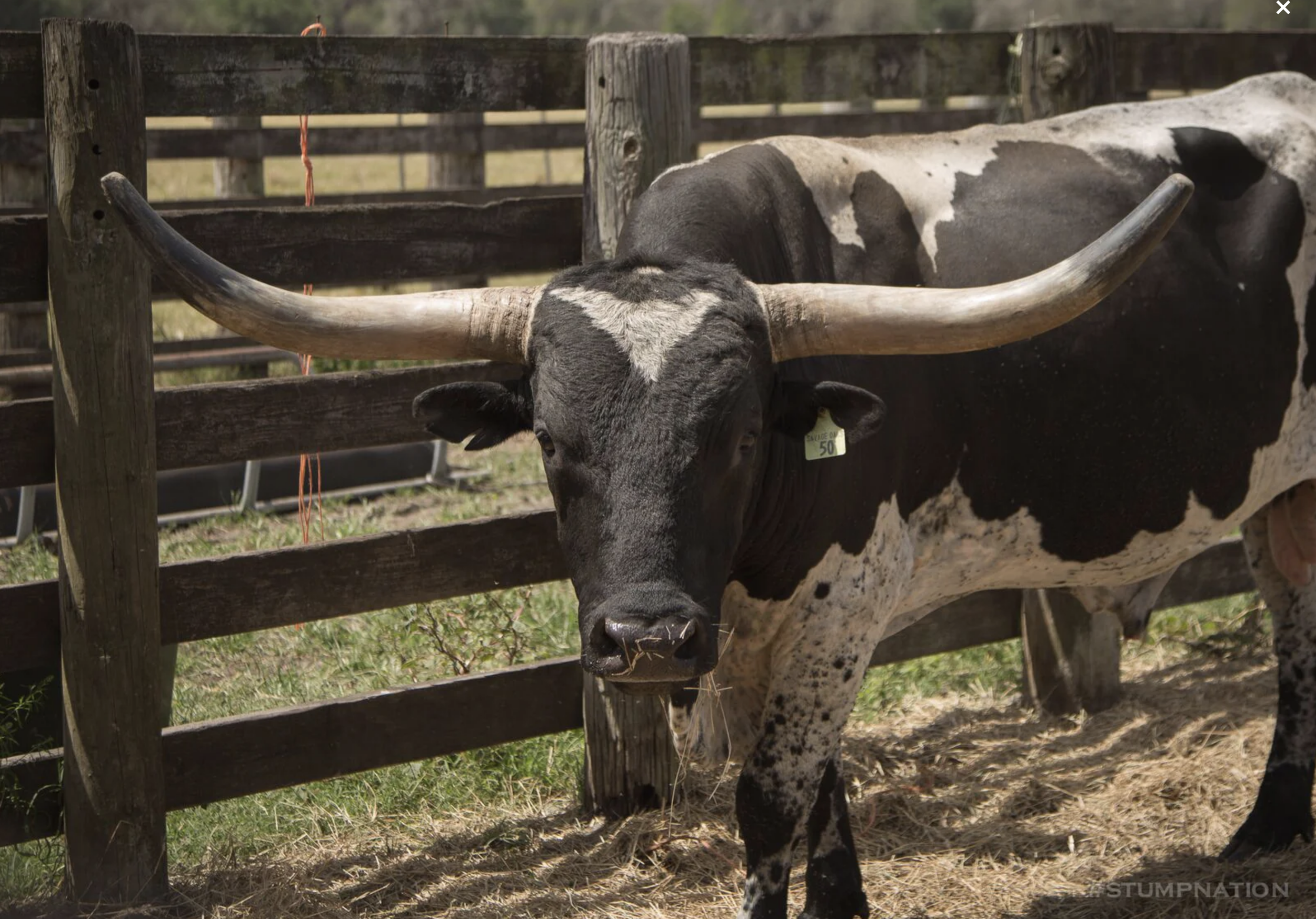 Andalusia cattle